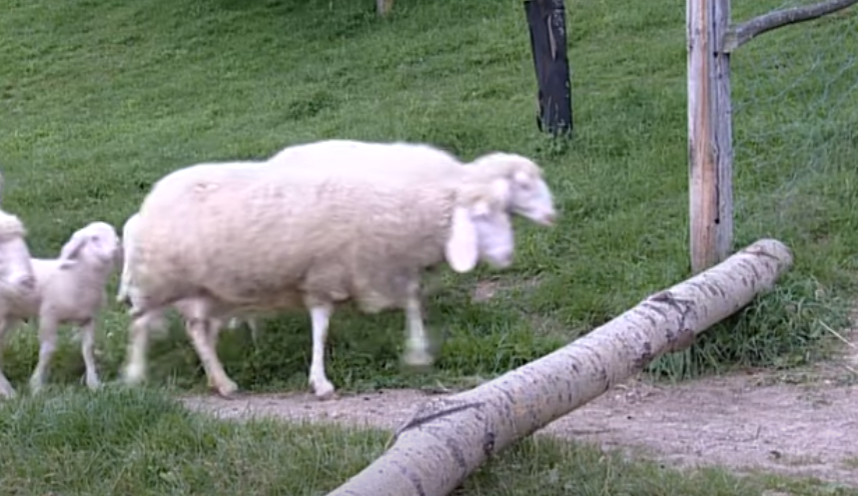 A few sheep hopping over a log together