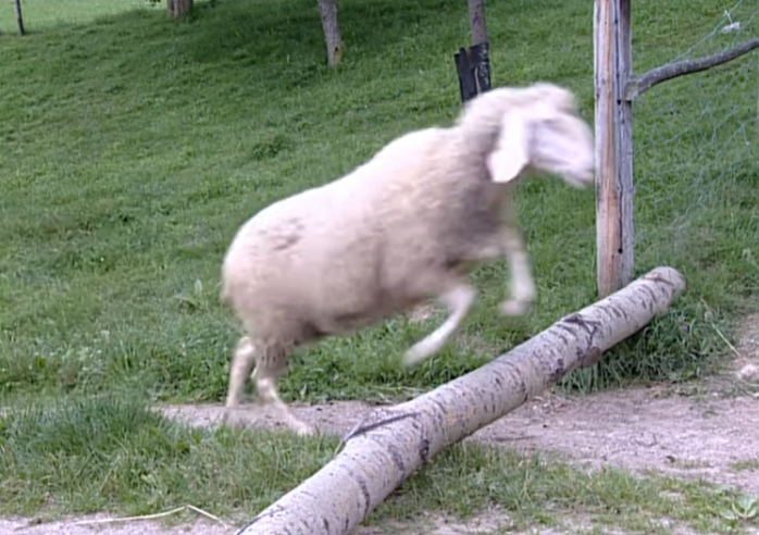 A sheep hopping over a fence